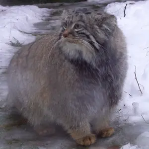 モスクワ動物園のティモフェイの写真