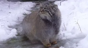 モスクワ動物園のティモフェイの写真