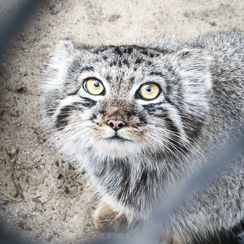 ノヴォシビルスク動物園のイヴの子（2026年生まれ）Ⅲの写真
