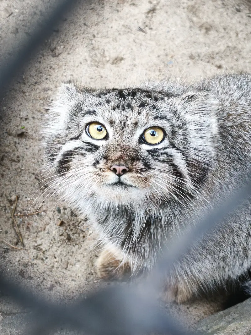 ノヴォシビルスク動物園のイヴの子（2026年生まれ）Ⅲの写真