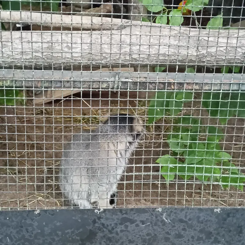 マヌルネコの写真