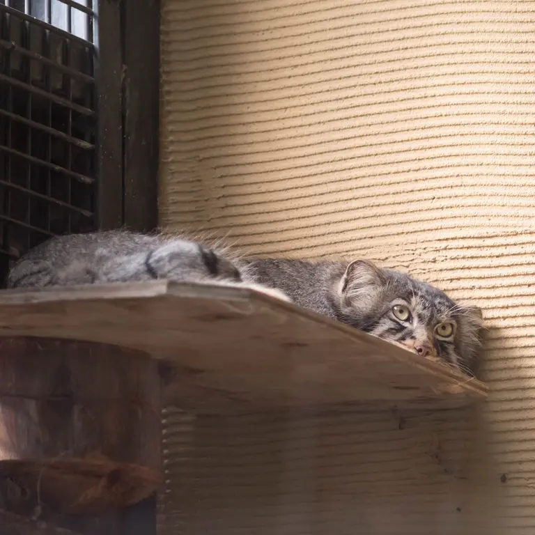 旭山動物園のヒデの写真