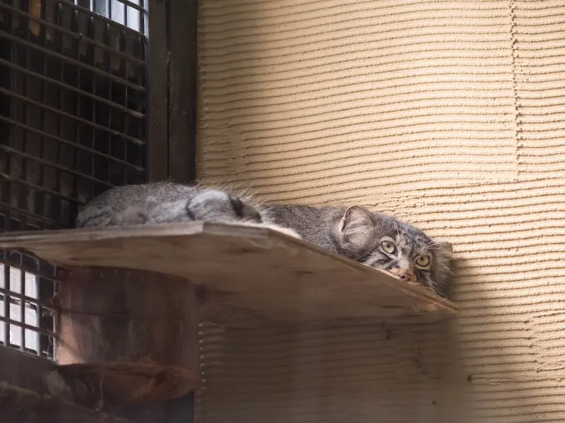 旭山動物園のヒデの写真