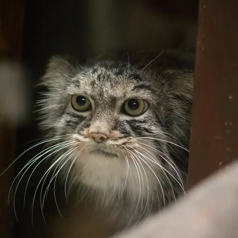 恩賜上野動物園のサフランの写真