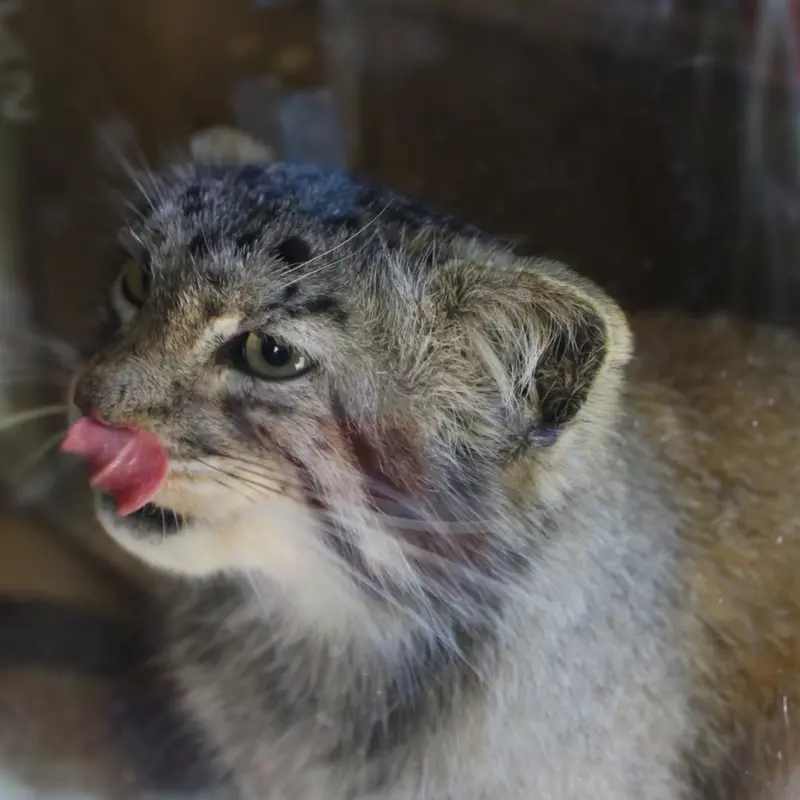 ビンガムトン動物園（ロス・パーク）のマカリの写真