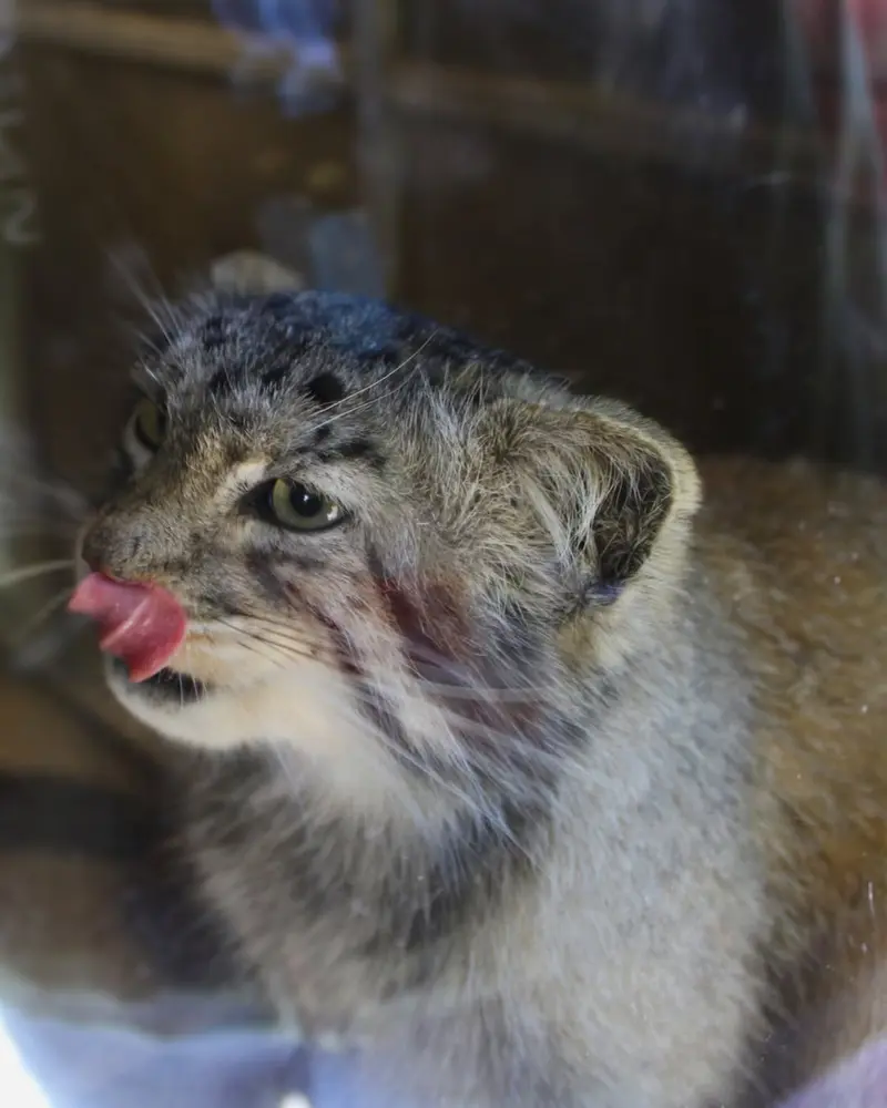ビンガムトン動物園（ロス・パーク）のマカリの写真