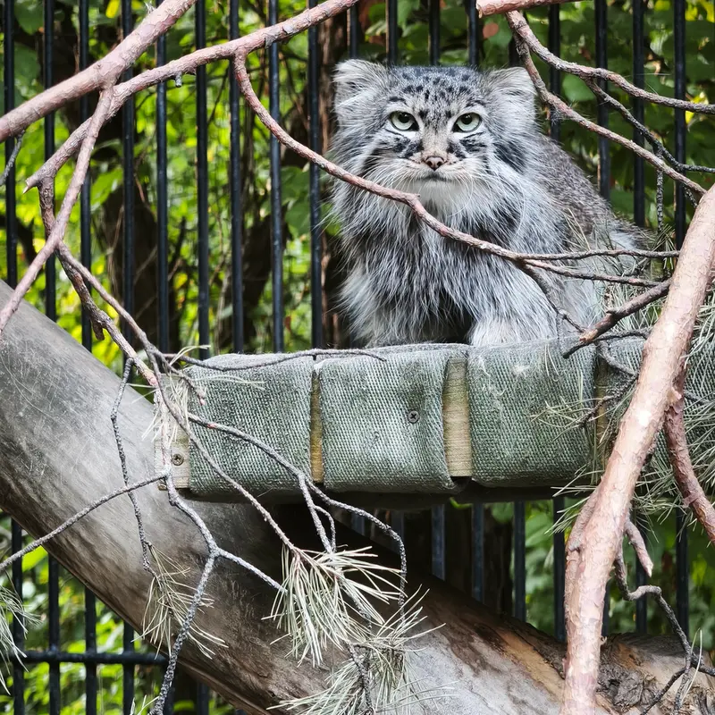 ノヴォシビルスク動物園のガビの写真