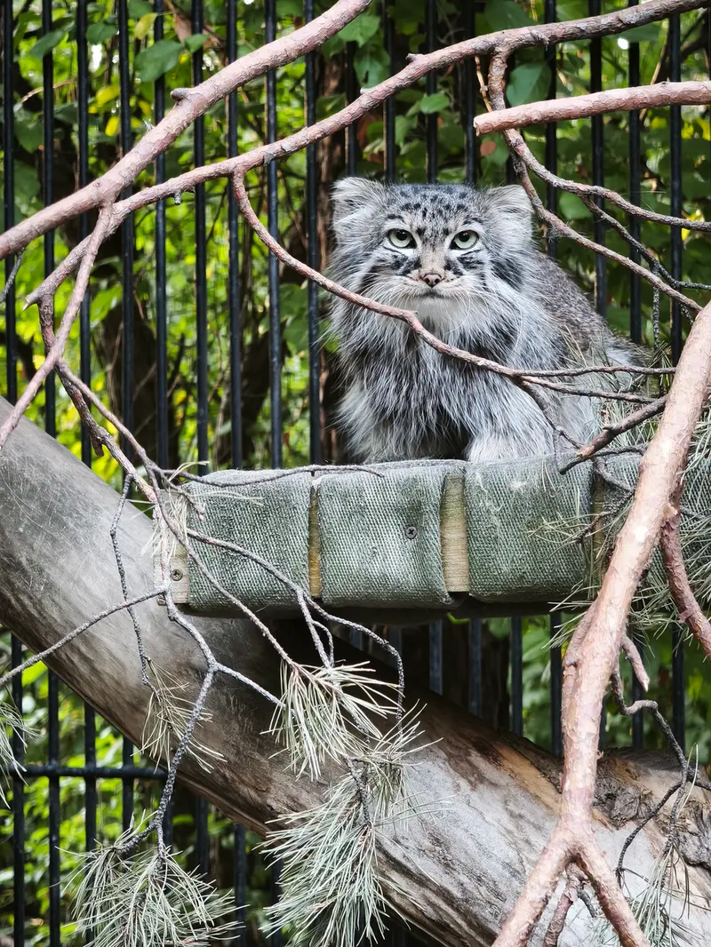 ノヴォシビルスク動物園のガビの写真