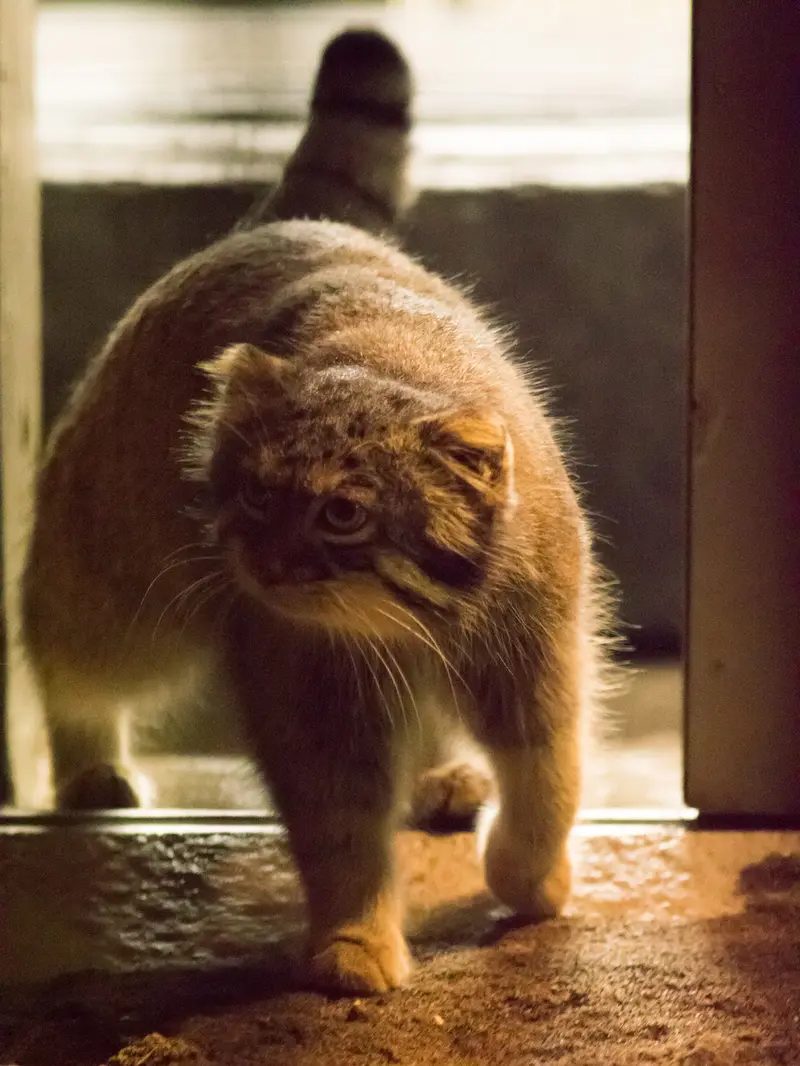 野毛山動物園のフィーガの写真