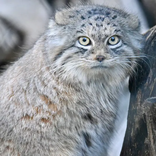 ヘラブルン動物園のプルシの写真