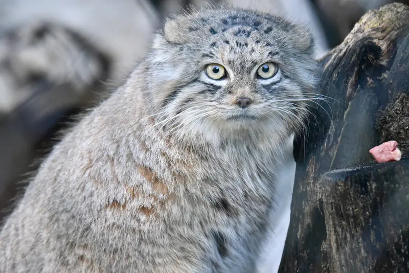 ヘラブルン動物園のプルシの写真