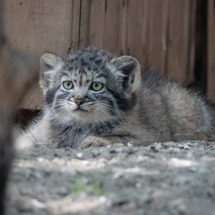 ノヴォシビルスク動物園のマヌルネコの写真
