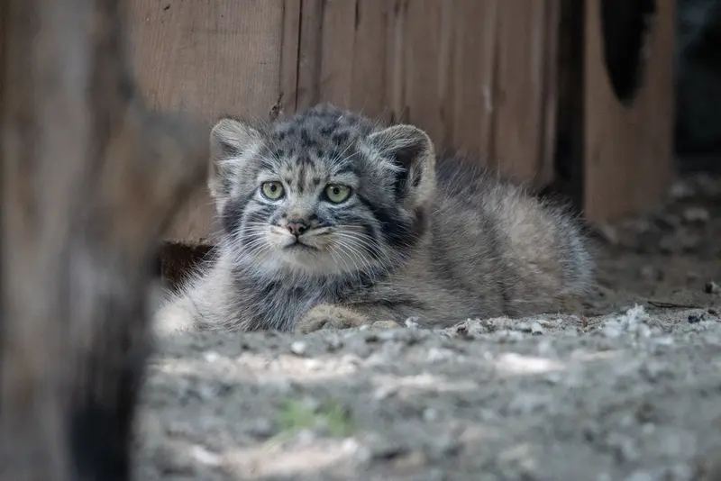 ノヴォシビルスク動物園のマヌルネコの写真