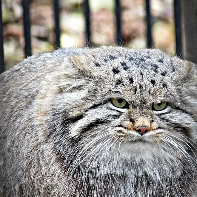 ノヴォシビルスク動物園のマヌルネコの写真