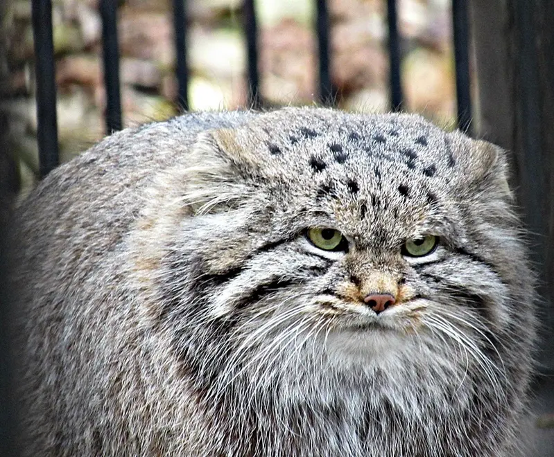 ノヴォシビルスク動物園のマヌルネコの写真