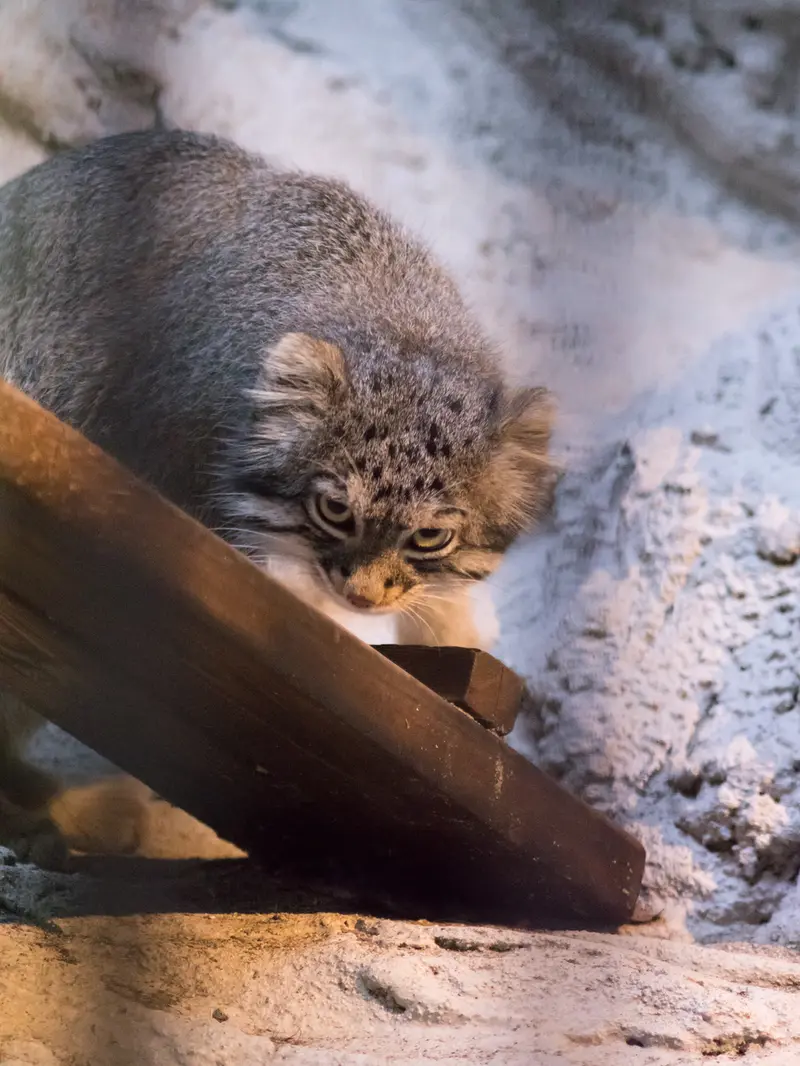 野毛山動物園のフィーガの写真