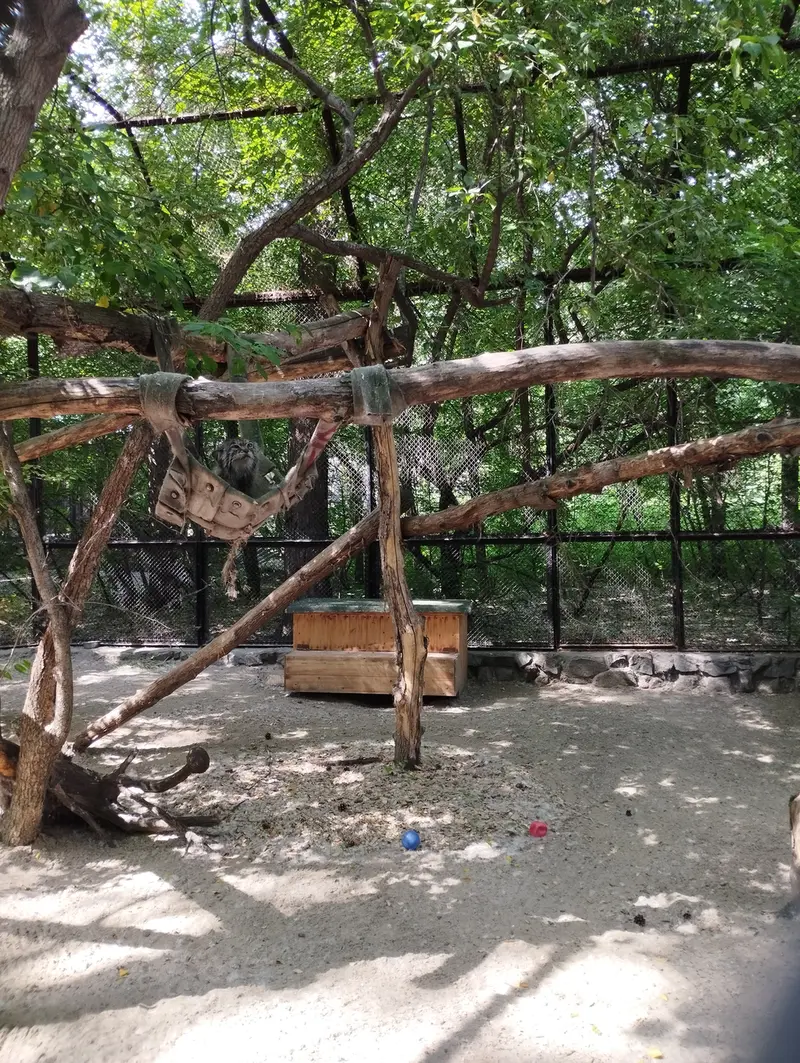 ノヴォシビルスク動物園のマヌルネコの写真