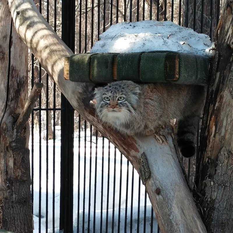 ノヴォシビルスク動物園のガビの写真