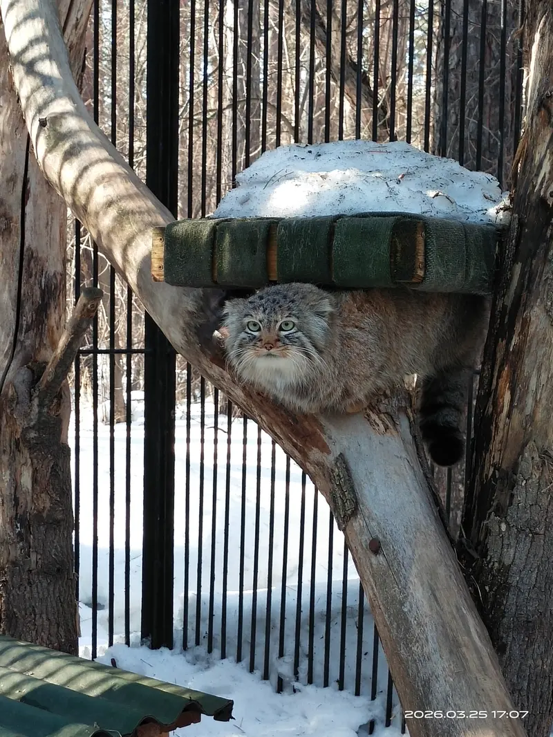 ノヴォシビルスク動物園のガビの写真