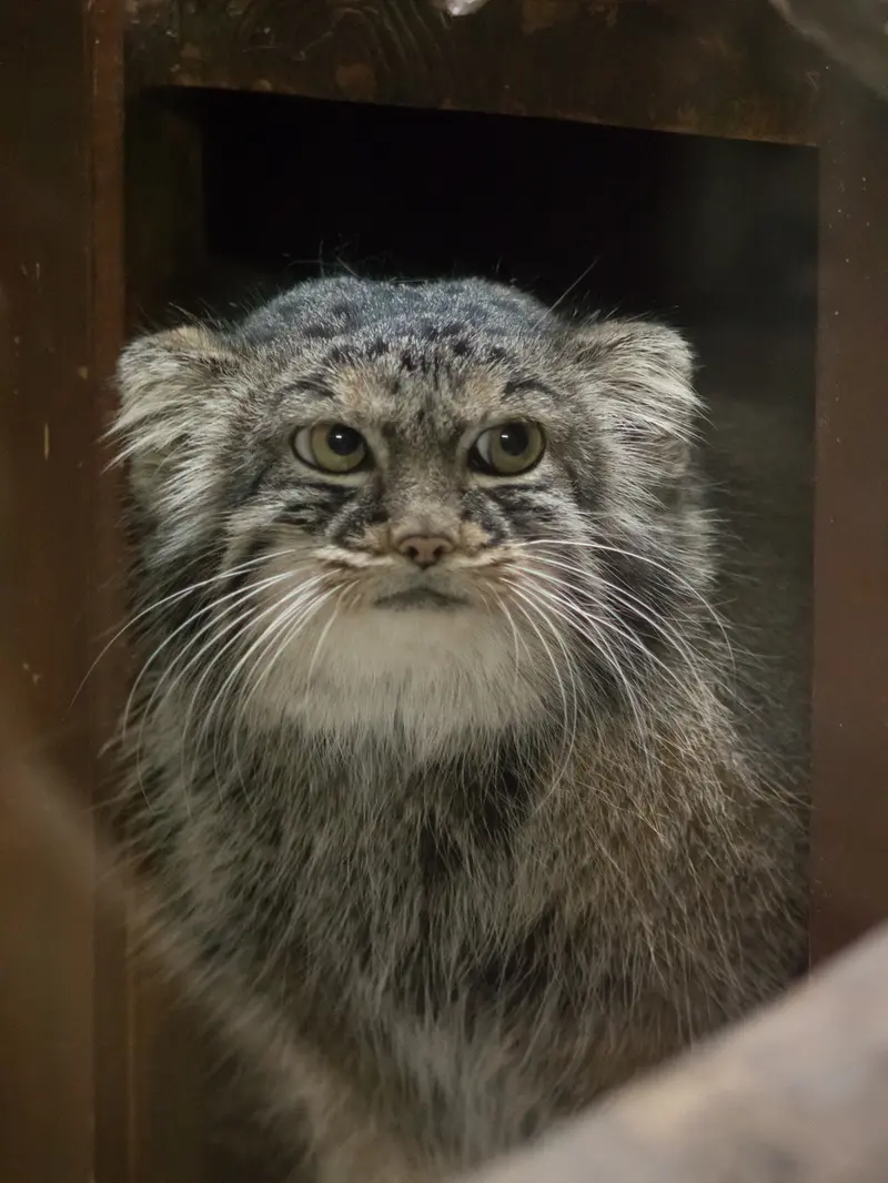 恩賜上野動物園のサフランの写真