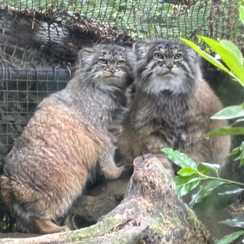 ロッテルダム動物園のノルブとポエスの写真