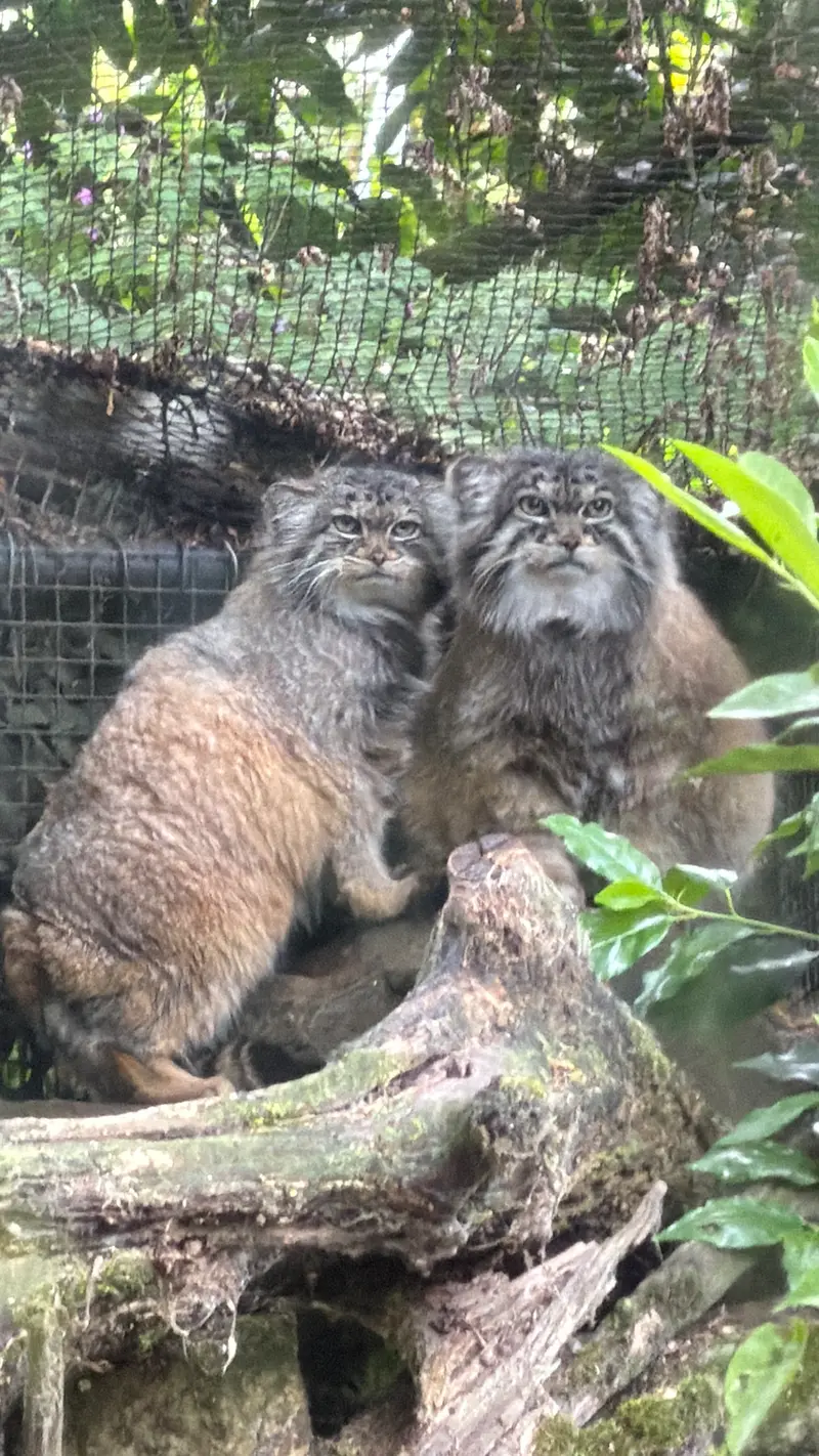 ロッテルダム動物園のノルブとポエスの写真