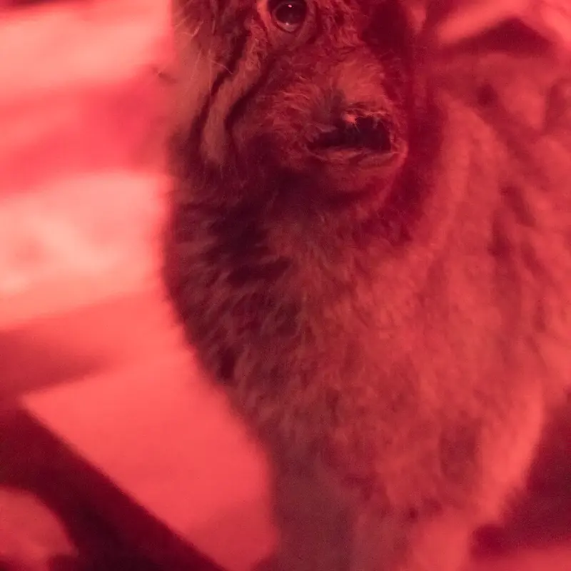 恩賜上野動物園のナイマの写真