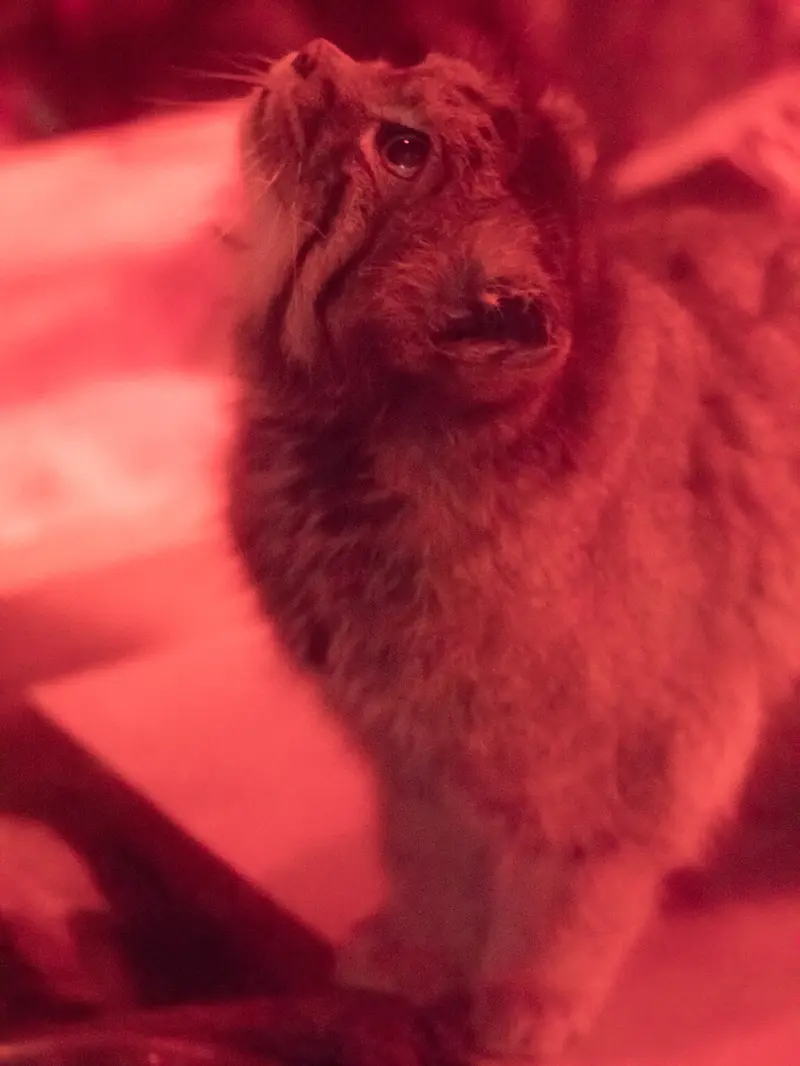 恩賜上野動物園のナイマの写真