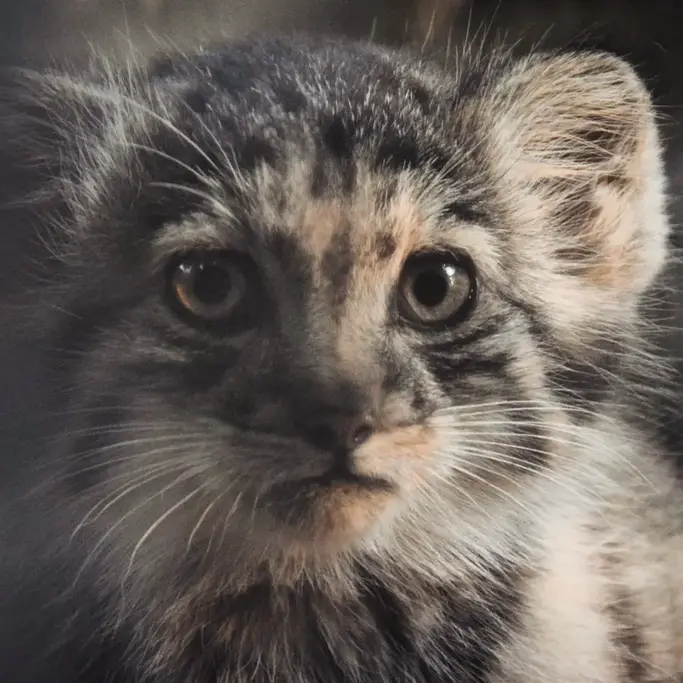 ブダペスト動物園＆植物園のボリス Ⅱの写真
