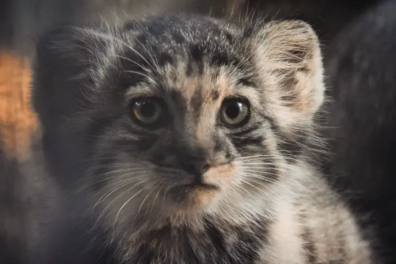 ブダペスト動物園・植物園のボリス Ⅱの写真