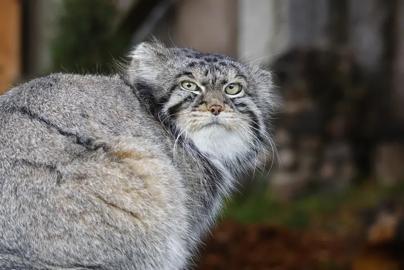 モスクワ動物園のティモフェイの写真