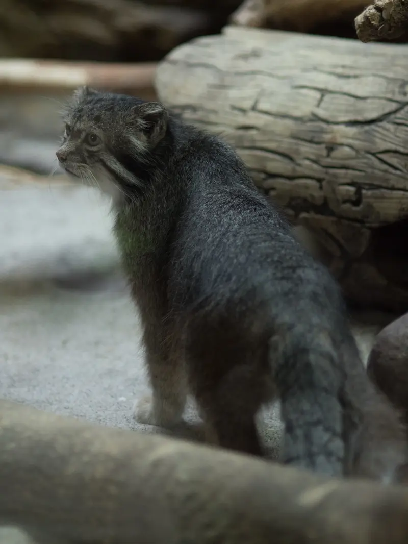 恩賜上野動物園のクリョンの写真