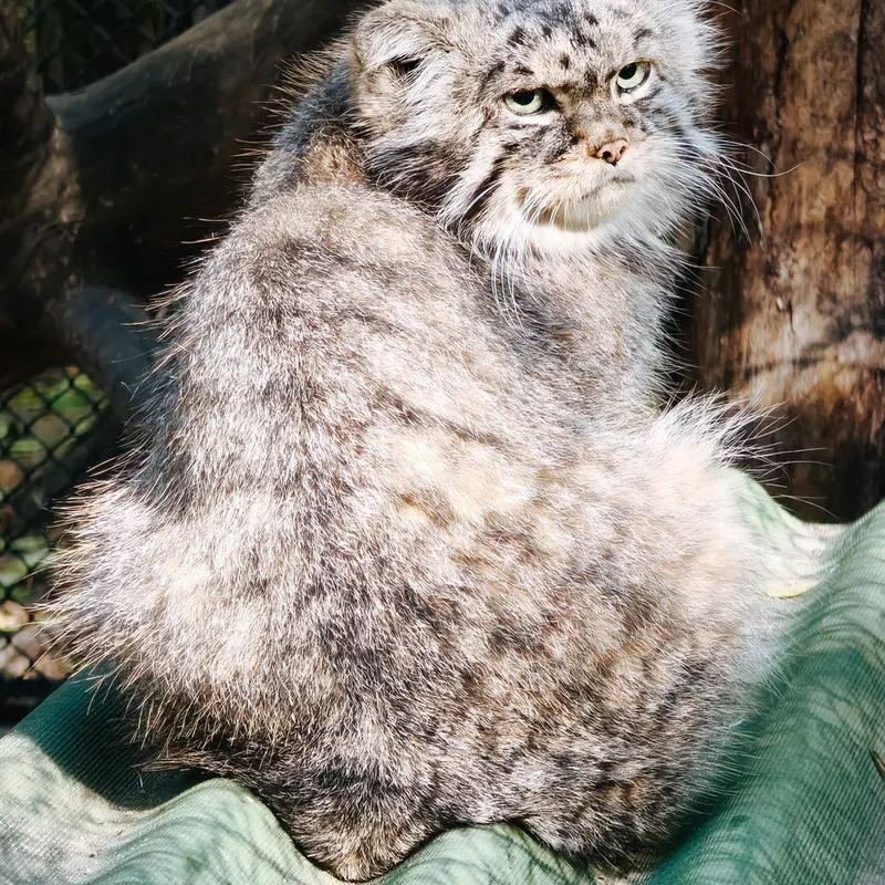 ノヴォシビルスク動物園のジョージの写真