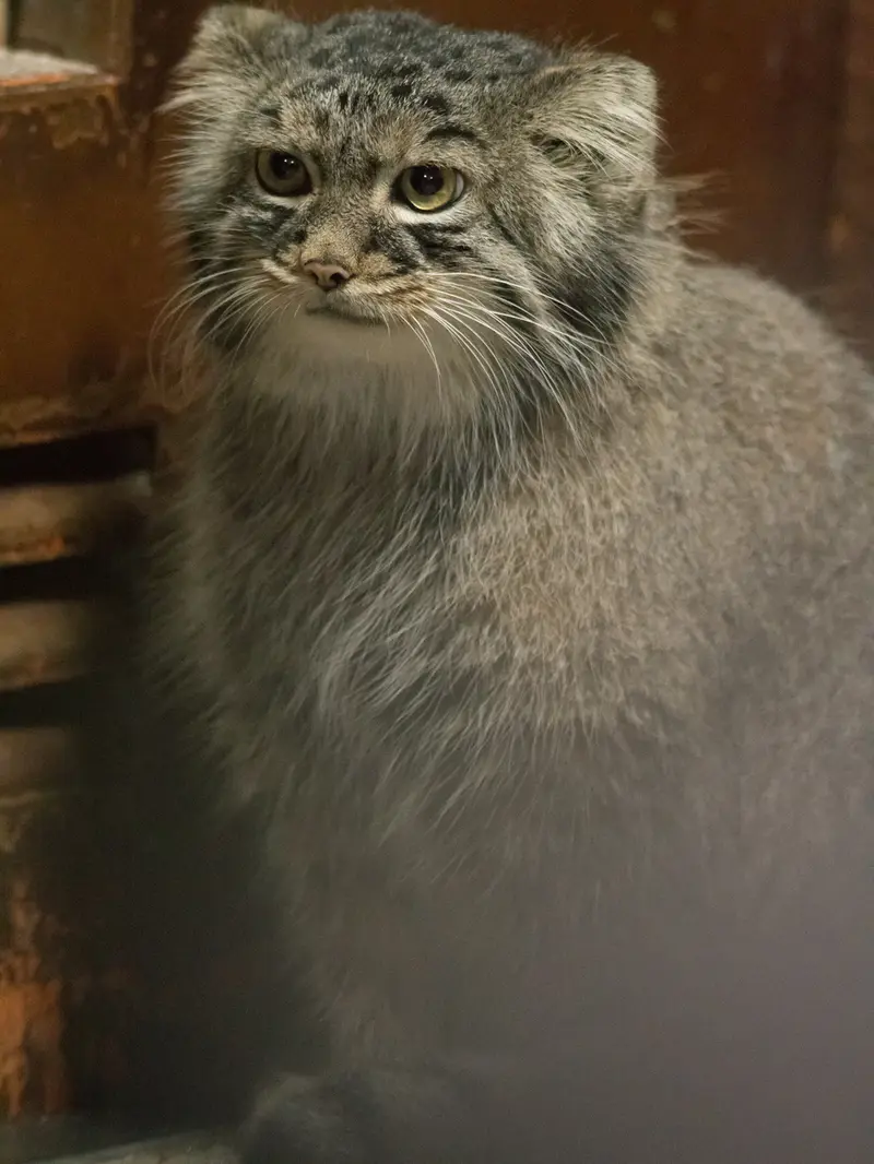 恩賜上野動物園のサフランの写真