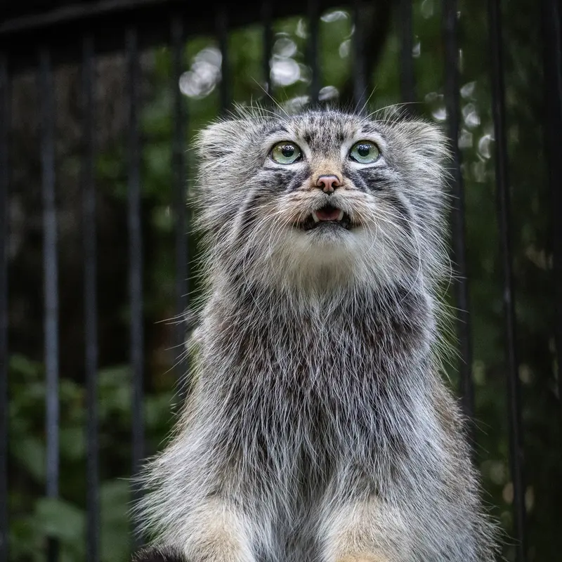 ノヴォシビルスク動物園のガビの写真