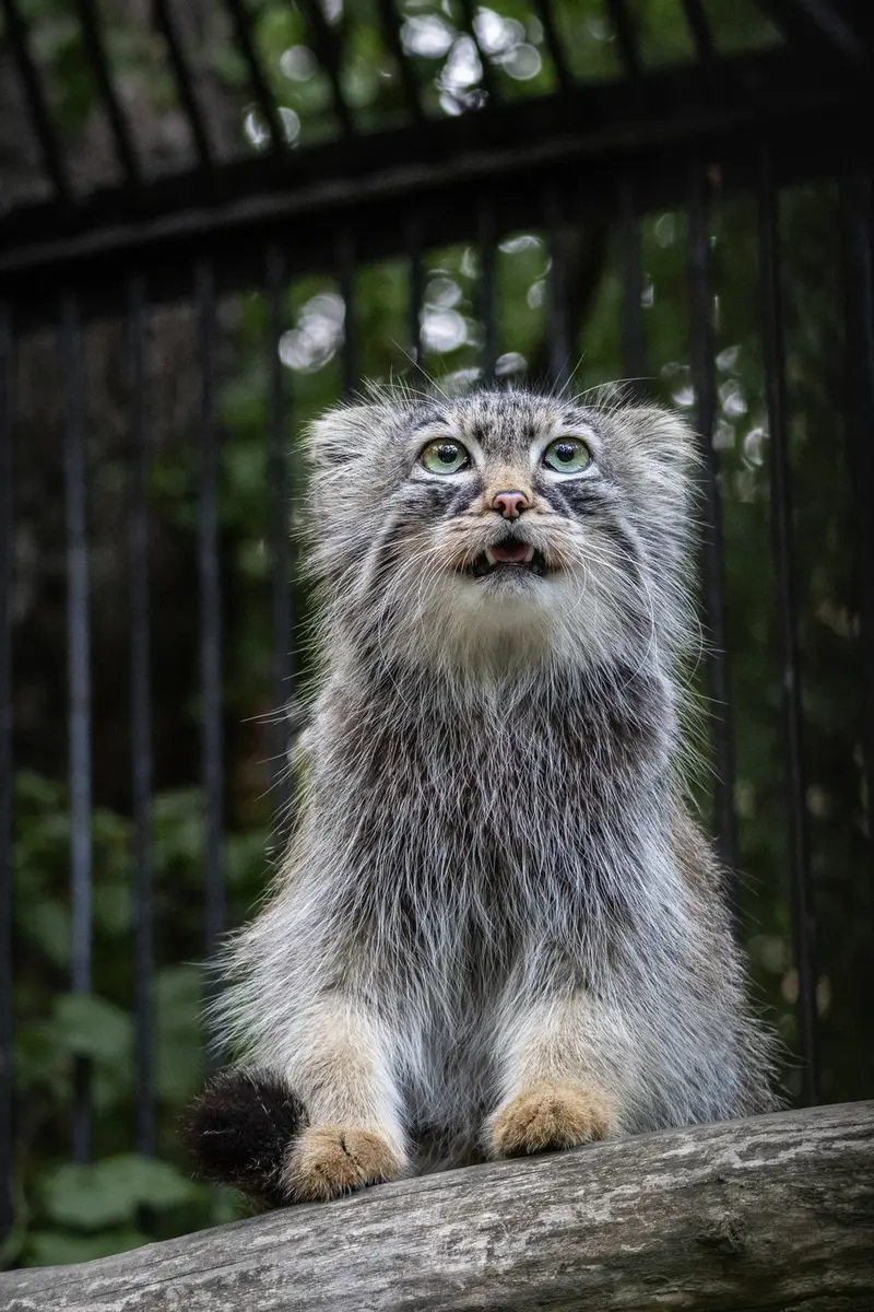ノヴォシビルスク動物園のガビの写真