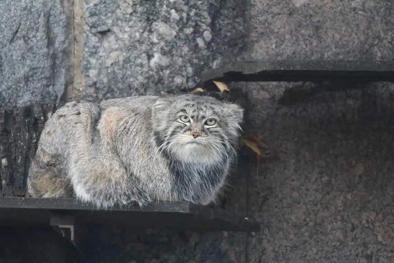 モスクワ動物園のティモフェイの写真