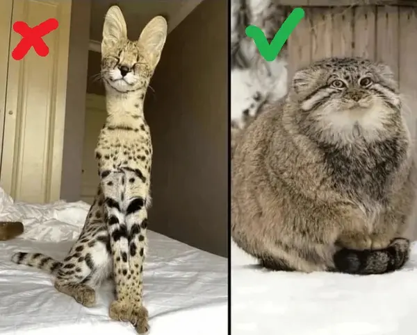 ノヴォシビルスク動物園のゼレノゴルスクの写真