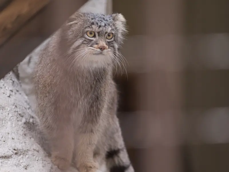 野毛山動物園のフィーガの写真