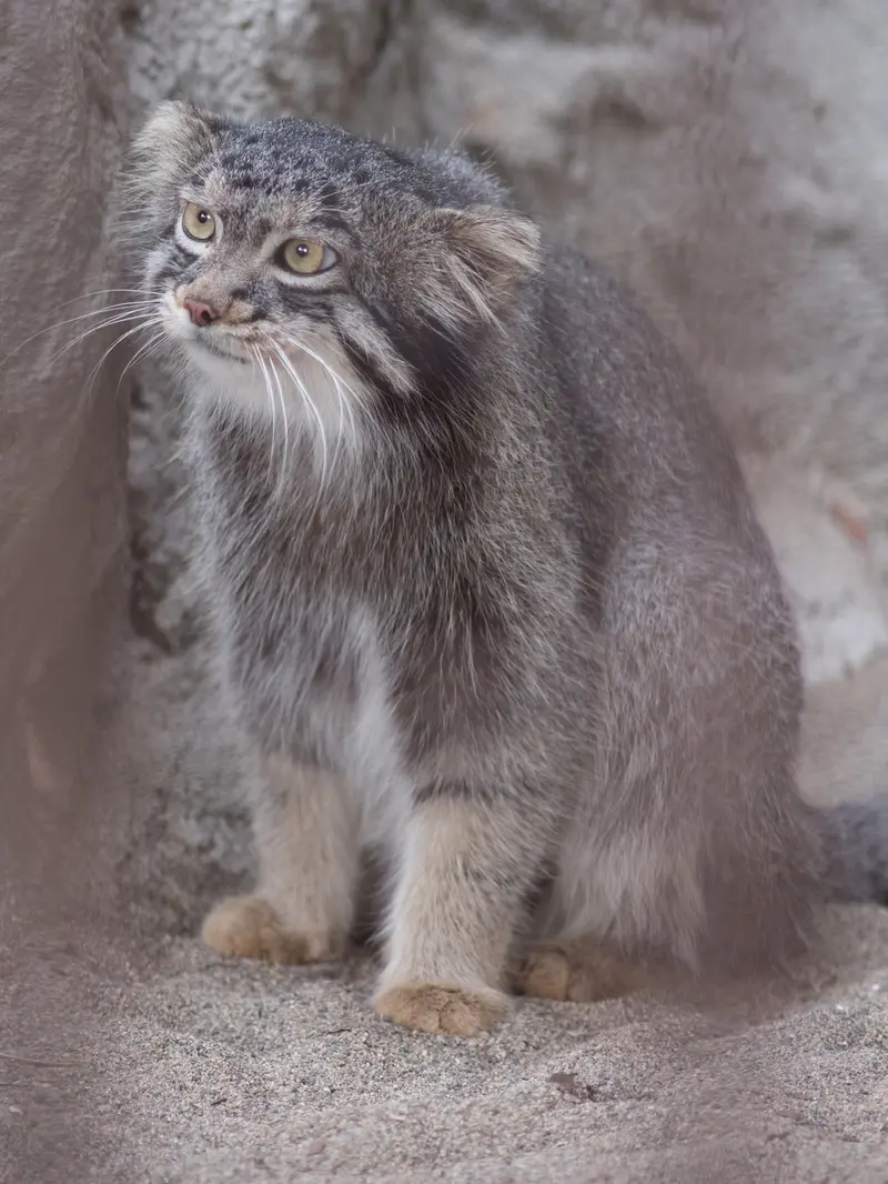 野毛山動物園のフィーガの写真