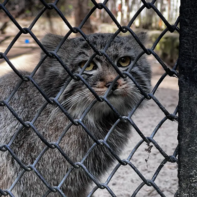 ノヴォシビルスク動物園のマヌルネコの写真