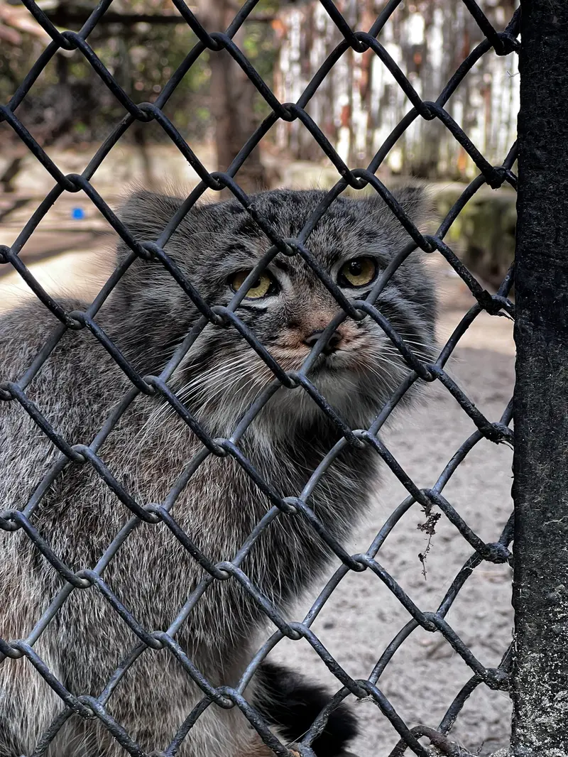 ノヴォシビルスク動物園のマヌルネコの写真