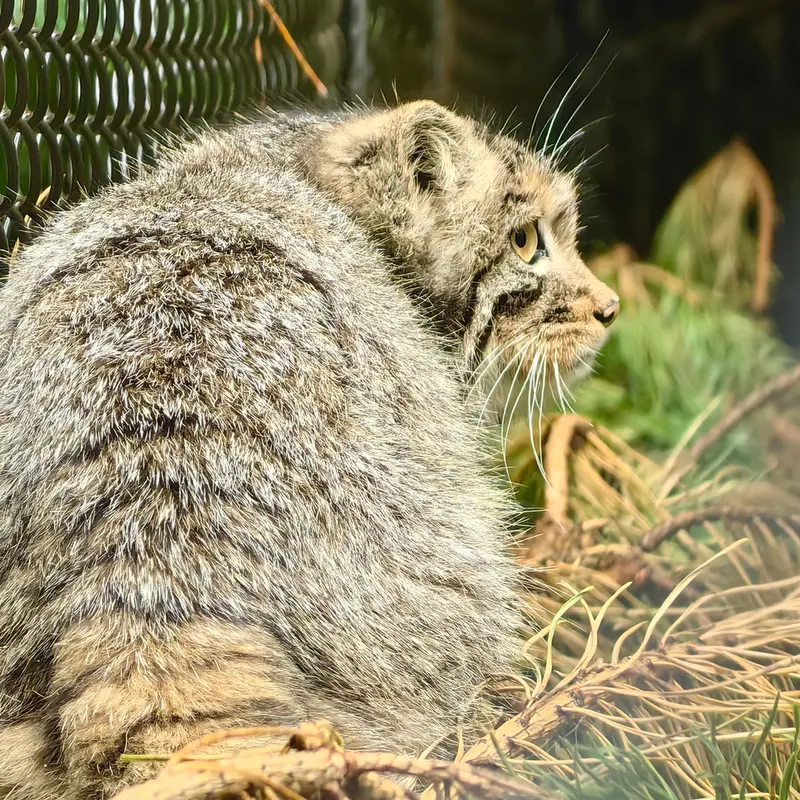 ノヴォシビルスク動物園のアッケムの写真
