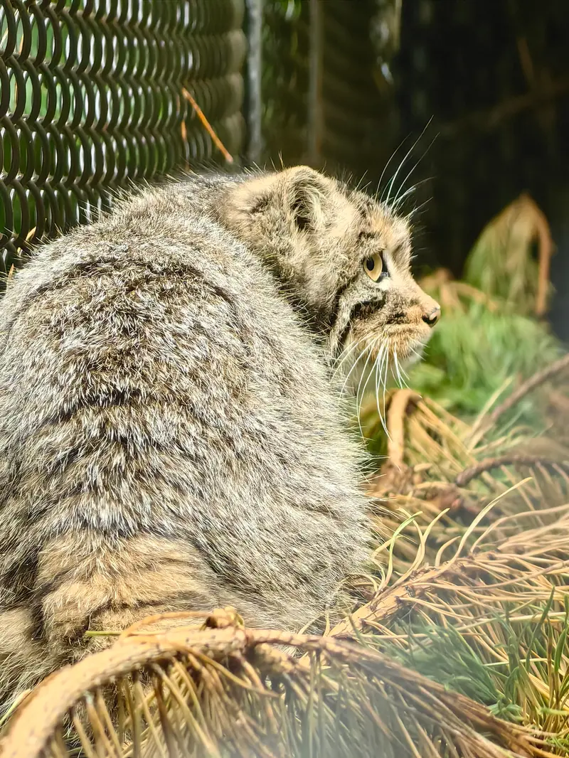 ノヴォシビルスク動物園のアッケムの写真