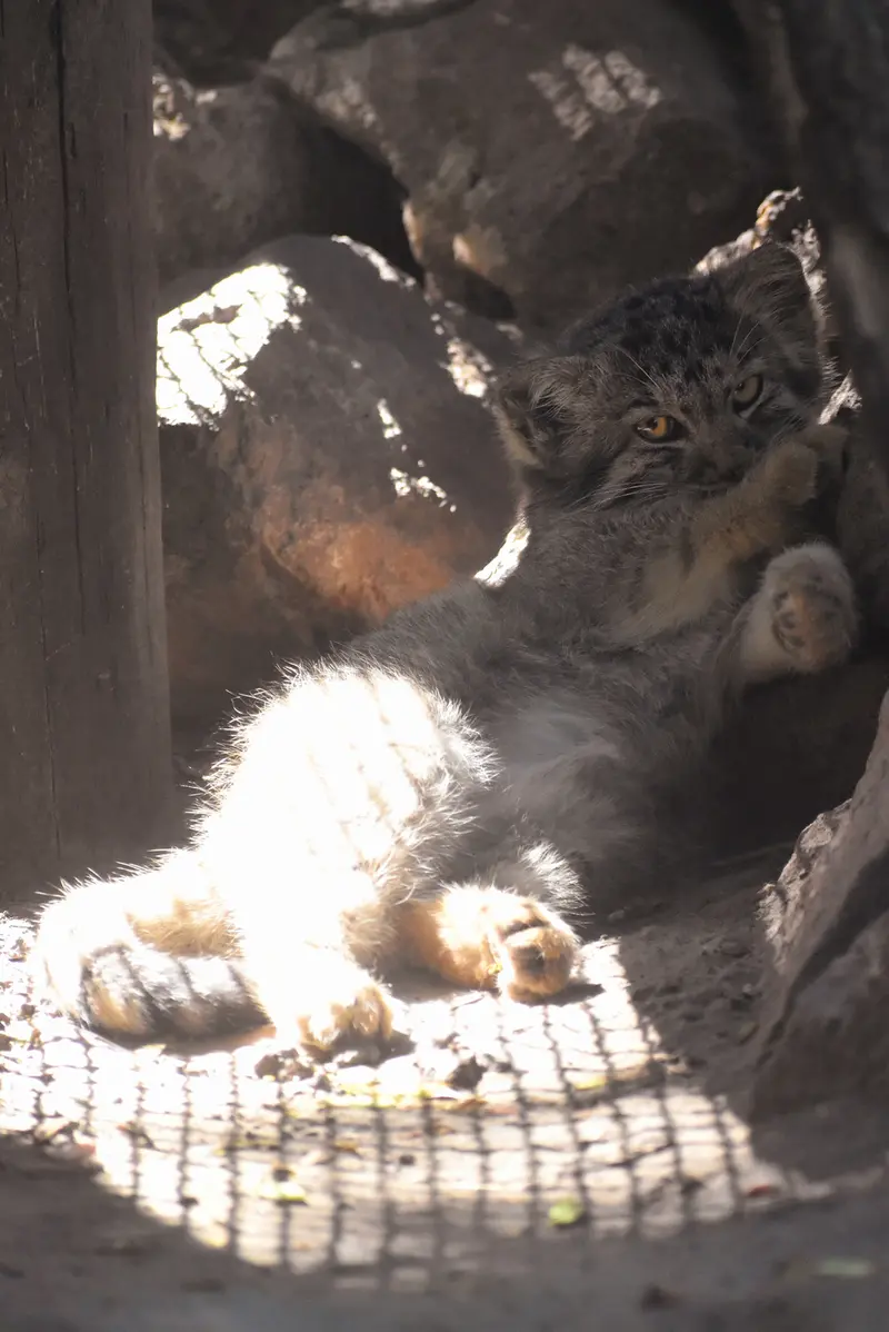 ブダペスト動物園＆植物園のボブの写真