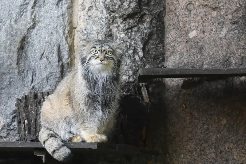 モスクワ動物園のティモフェイの写真