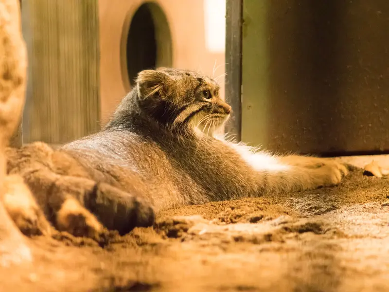 野毛山動物園のフィーガの写真