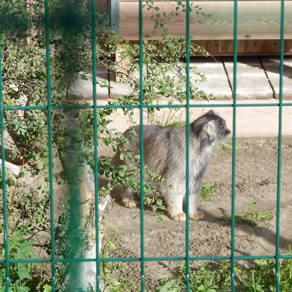 バルナウル動物園「レースナヤ・スカースカ」のペペの写真