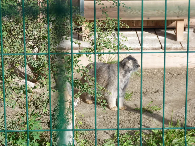 バルナウル動物園「レースナヤ・スカースカ」のペペの写真