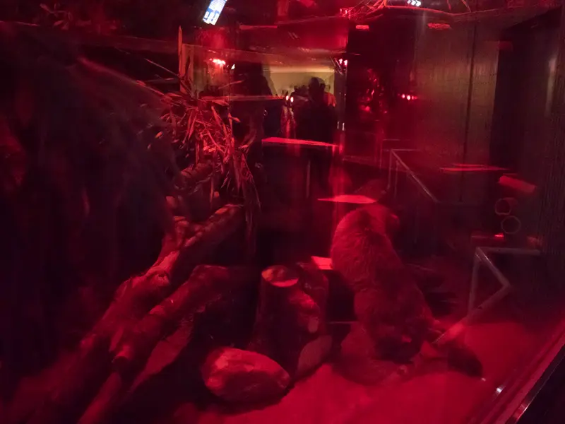 恩賜上野動物園のナイマの写真